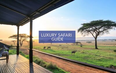 Your Guide to a Luxury African Safari Tour