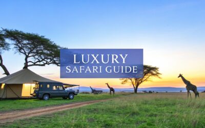 Your Expert Guide to Planning Luxury Safari Tours