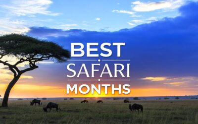 Tanzania Safari Best Time: A Month by Month Guide