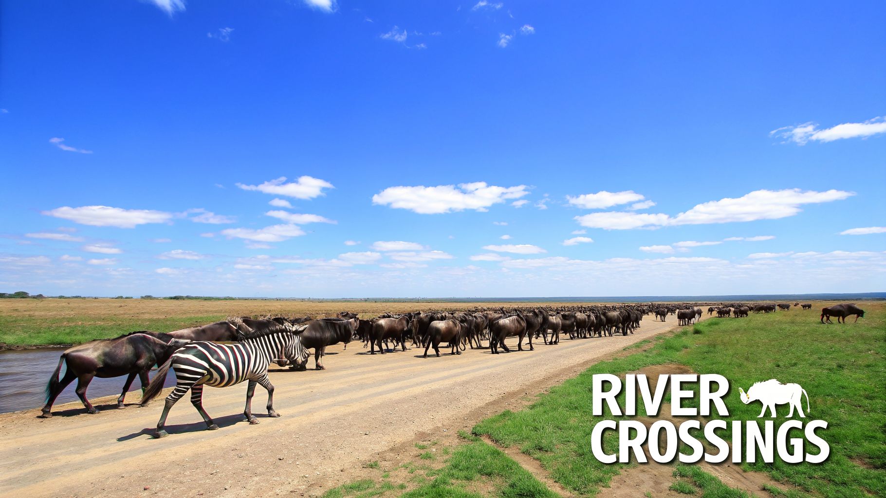 A vast herd of wildebeest and a zebra crossing a dirt road near a river in the African savanna.