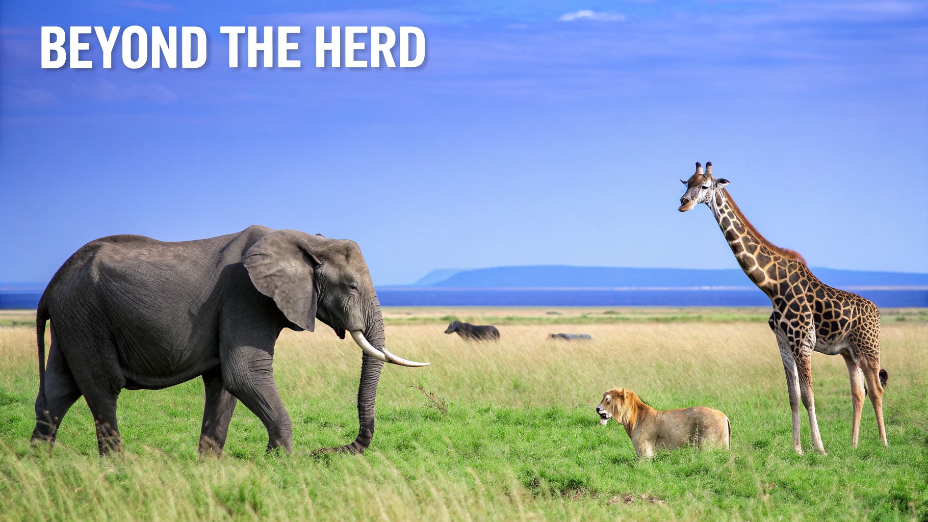 An elephant, giraffe, and lion in an African savanna with text 'BEYOND THE HERD'.