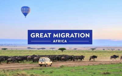 Your Guide to the Great Migration Africa