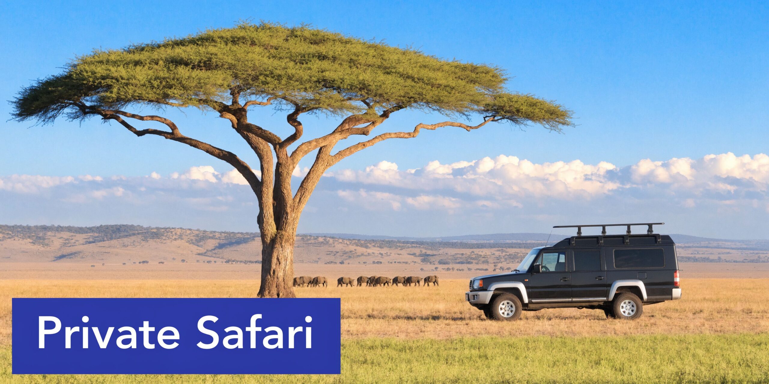 A black safari vehicle parked under a large acacia tree in the vast African savanna landscape.