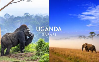 Uganda Safari Packages 2026: Unforgettable Adventures