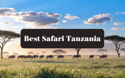 Best Safari in Tanzania: Top Tours & Lodges