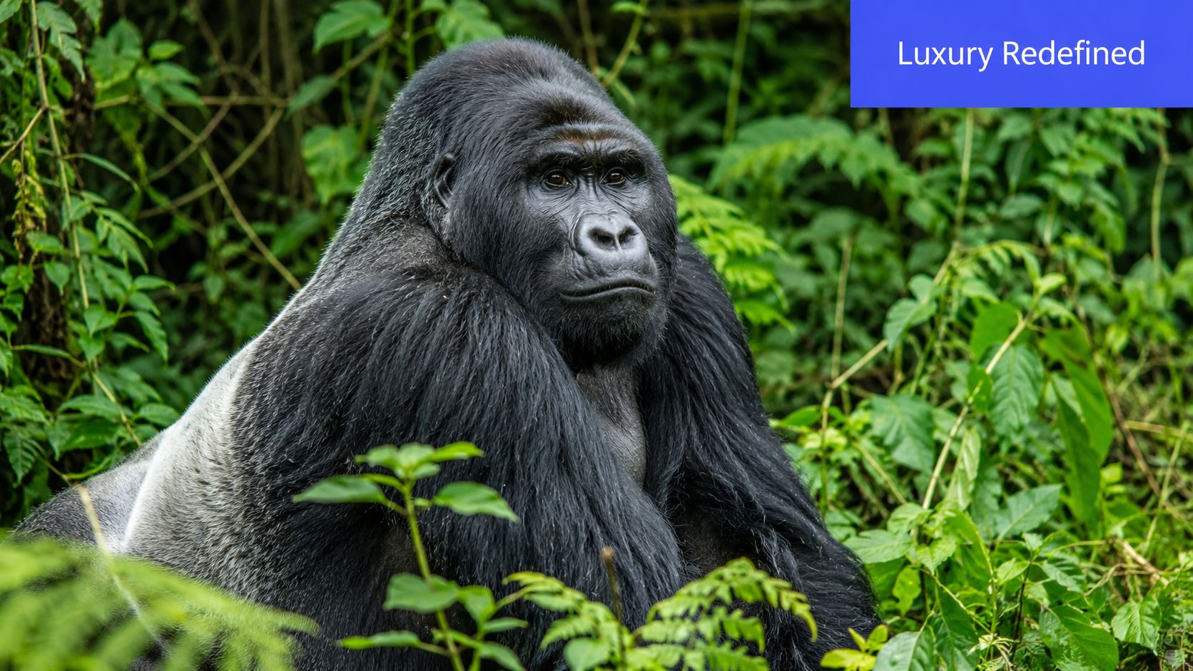 A majestic mountain gorilla resting in its natural habitat within the lush green forests of Rwanda.