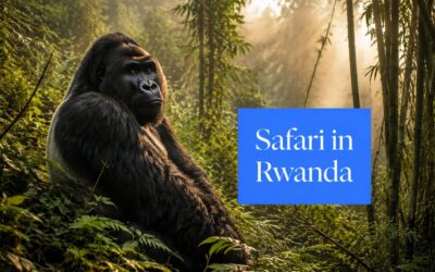 Luxury Safari in Rwanda: A Curated 2026 Guide