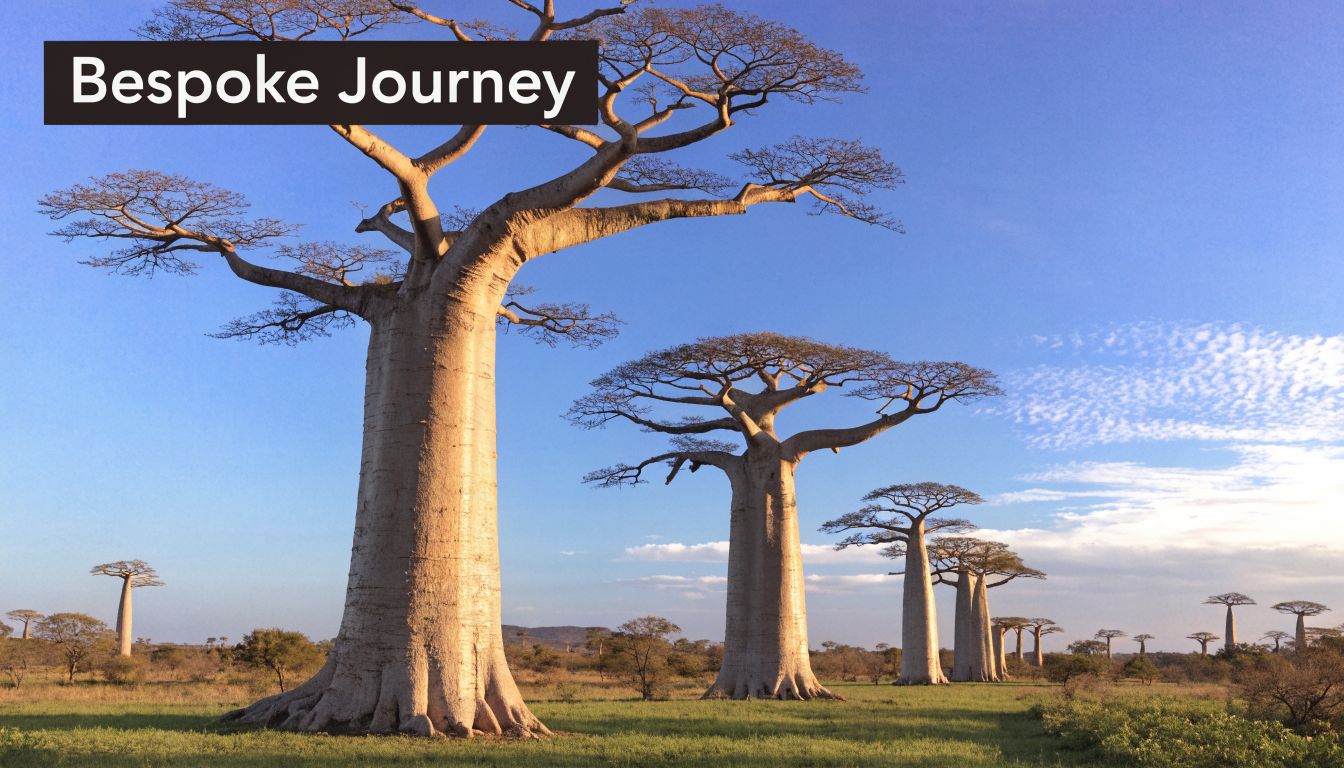A scenic view of iconic baobab trees standing in a grassy field under a clear blue sky.
