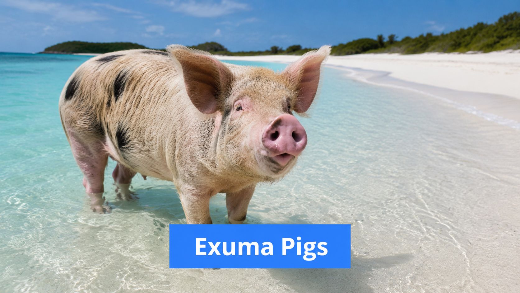 A friendly pig standing in the crystal clear turquoise water on a beautiful white sand tropical beach.