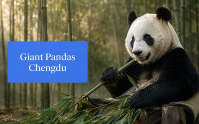 Giant Pandas and Chengdu: Luxury Private Viewing Guide 2026