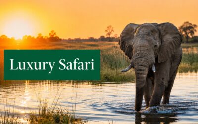 Luxury Botswana Safari: A 2026 Planning Guide